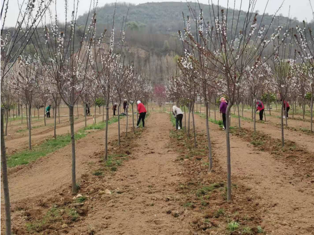 寧縣湘樂鎮：綠樹紅花“扮靚”美麗家園