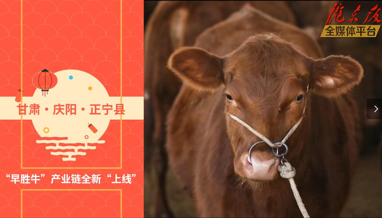 【慶陽視頻】目標(biāo)20萬頭！正寧縣打造西北肉牛養(yǎng)殖大縣
