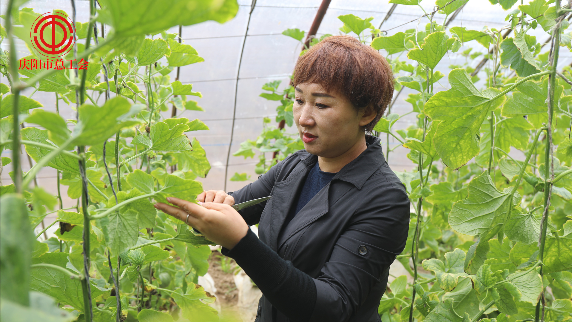 【講述奮斗故事 激勵建功立業】李曉莉：躬耕青山綠水間 服務“三農”志不悔