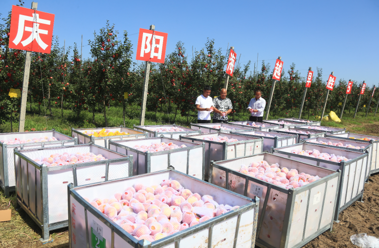 9月20日，慶陽海越農業發展有限公司早勝基地蘋果喜獲豐收，吸引了外地客商前來采購。圖為客商正在查看果品。特約攝影 李建琪 攝