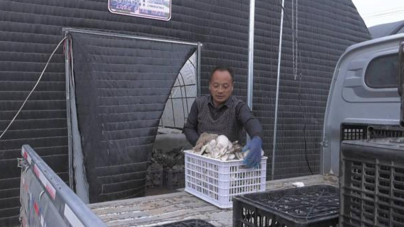 合水：溫室大棚綠意濃 產業興旺促增收