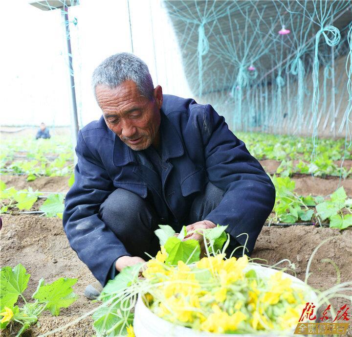【新春走基層】板橋鎮錦坪村：“大棚經濟”振興鄉村  蔬菜產業強村富民