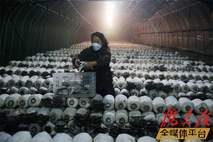 【新春走基層】小蘑菇里的生態致富經