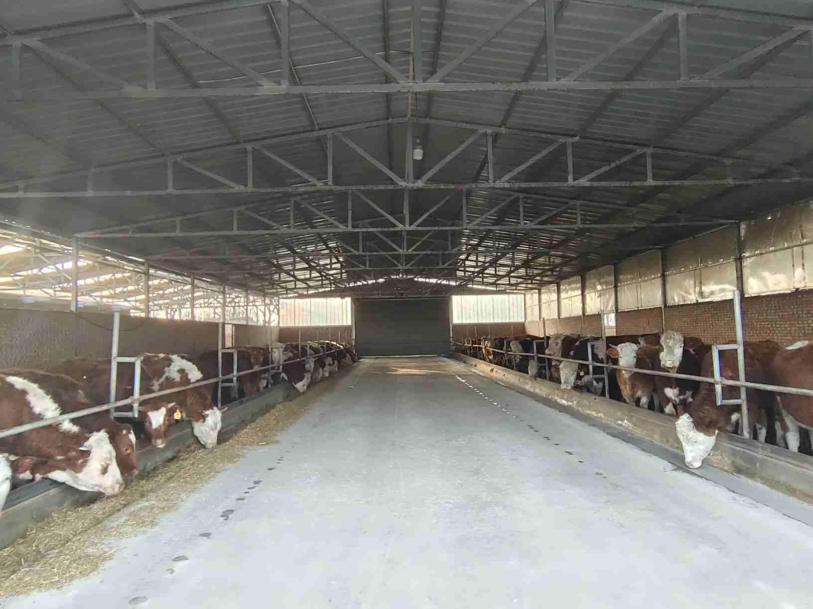 寧縣：發展肉牛產業 鄉村振興有“犇”頭