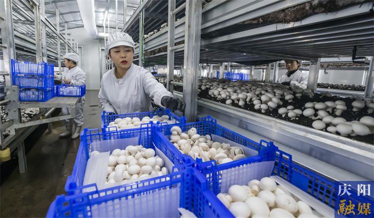 2023年全市農業農村 經濟穩中有增穩中有進