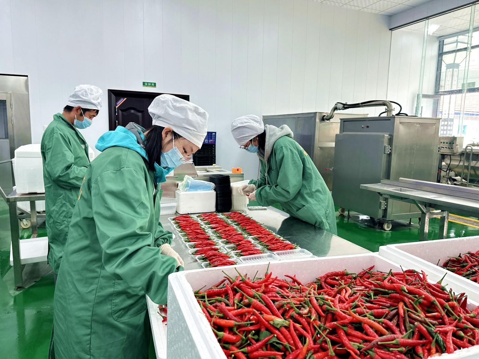 寧縣：瓜菜產業“鏈”出新動能