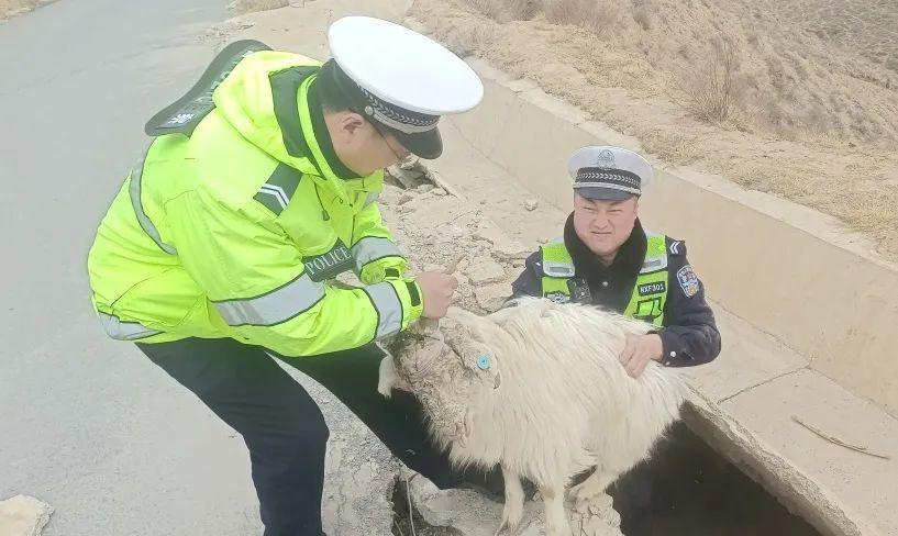 環縣交警上演撿羊記  暖到群眾心窩里