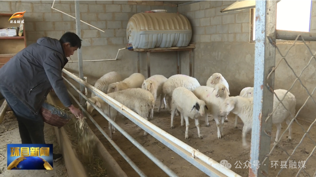 吳彥雷：念響自己的養羊致富經