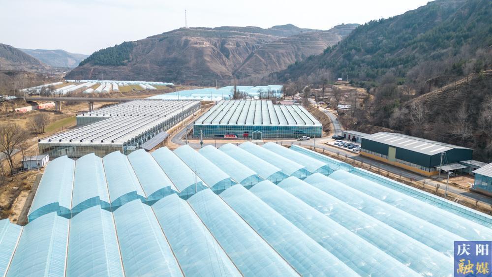 【春潮涌 繪新景】攝影報道丨鎮原縣新集鎮：春耕備耕正當時 蔬菜大棚生產忙