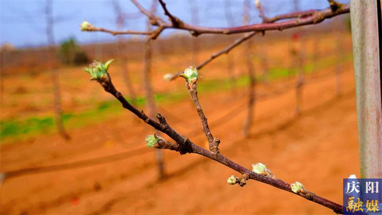 【農事提醒】今年慶陽市蘋果花期偏晚  需做好田間管理