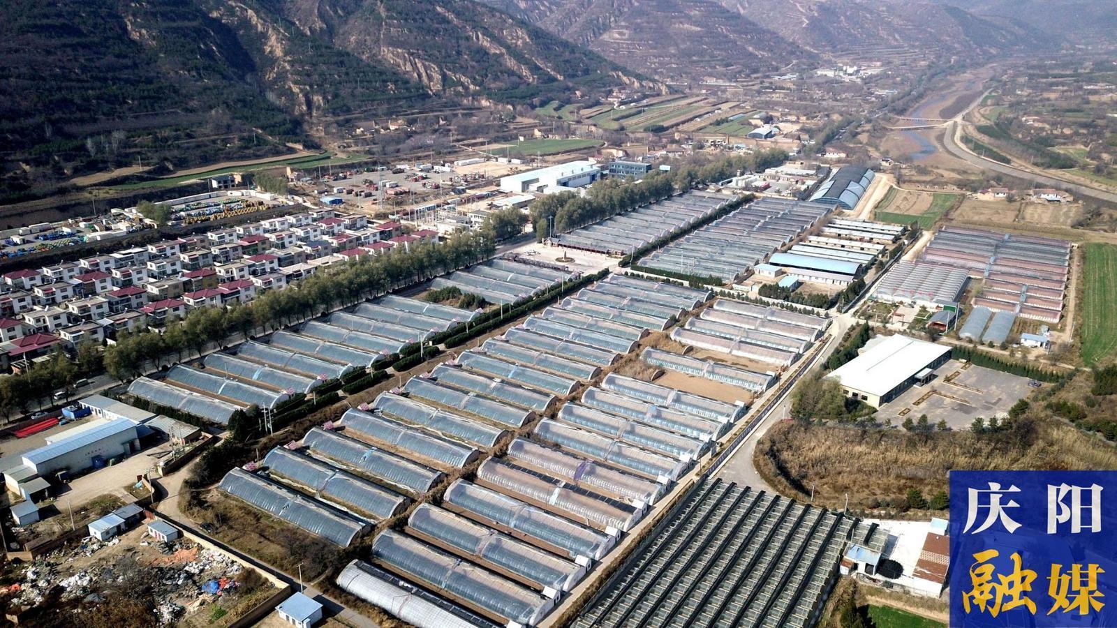 【春潮涌 繪新景】慶城縣玄馬鎮：棚室經濟“春”意濃 設施農業助增收