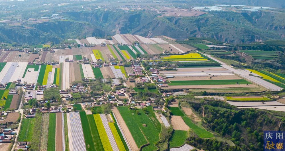 【攝影報道】西峰區3萬余畝油菜花進入盛花期