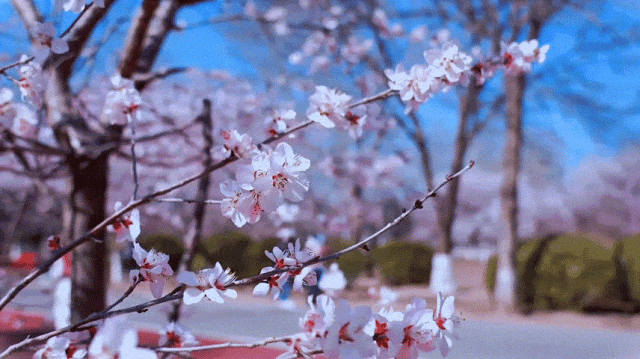 慶陽的春日，舉目晴明，一路春暖花開