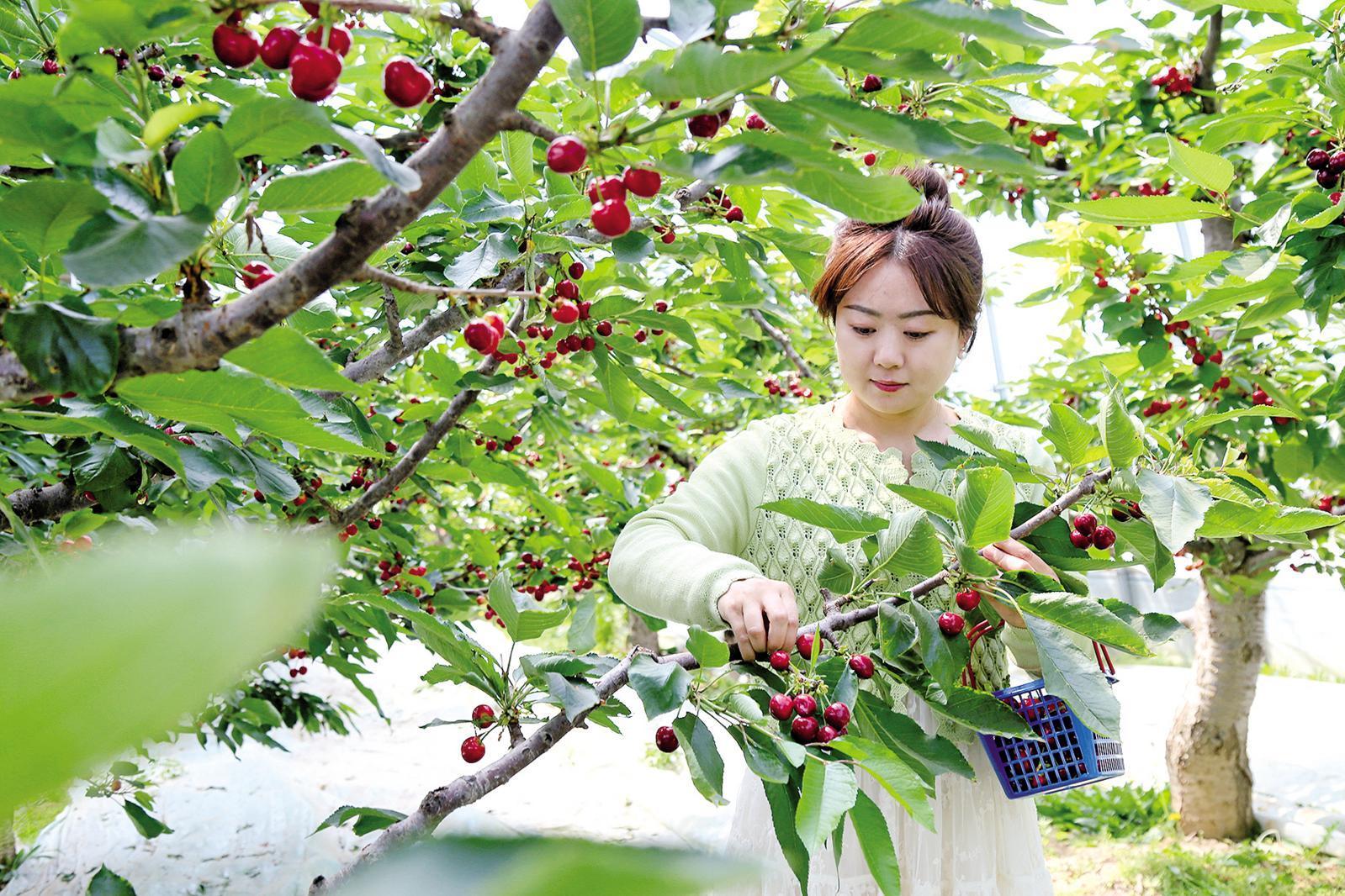 慶陽豐慶園種植農民專業合作社的大棚櫻桃成熟上市