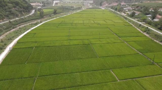 合水縣太白鎮：水稻育秧備耕忙 搶抓農時繪“豐”景