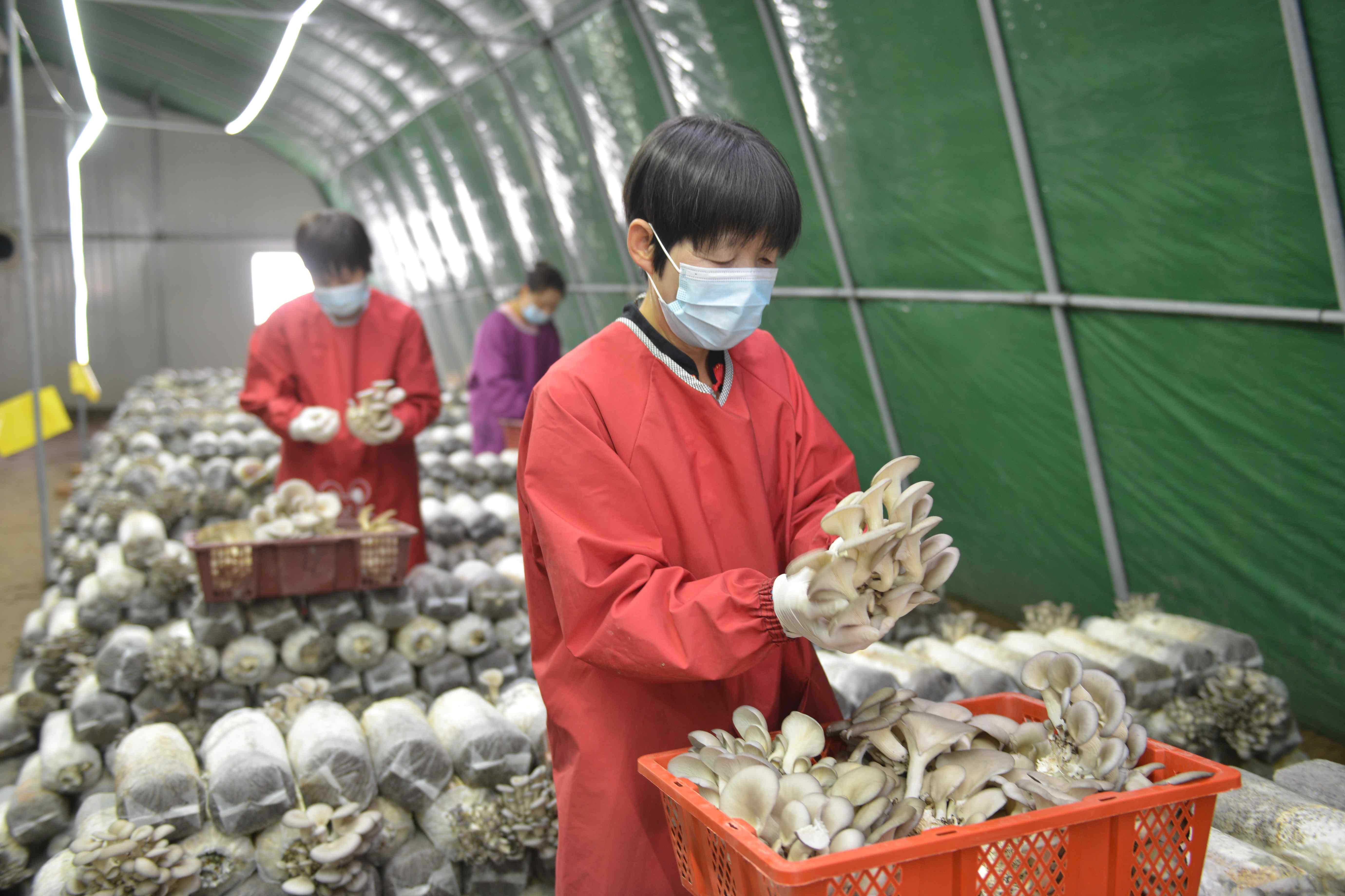 寧縣：食用菌產業煥發新“蘑”力