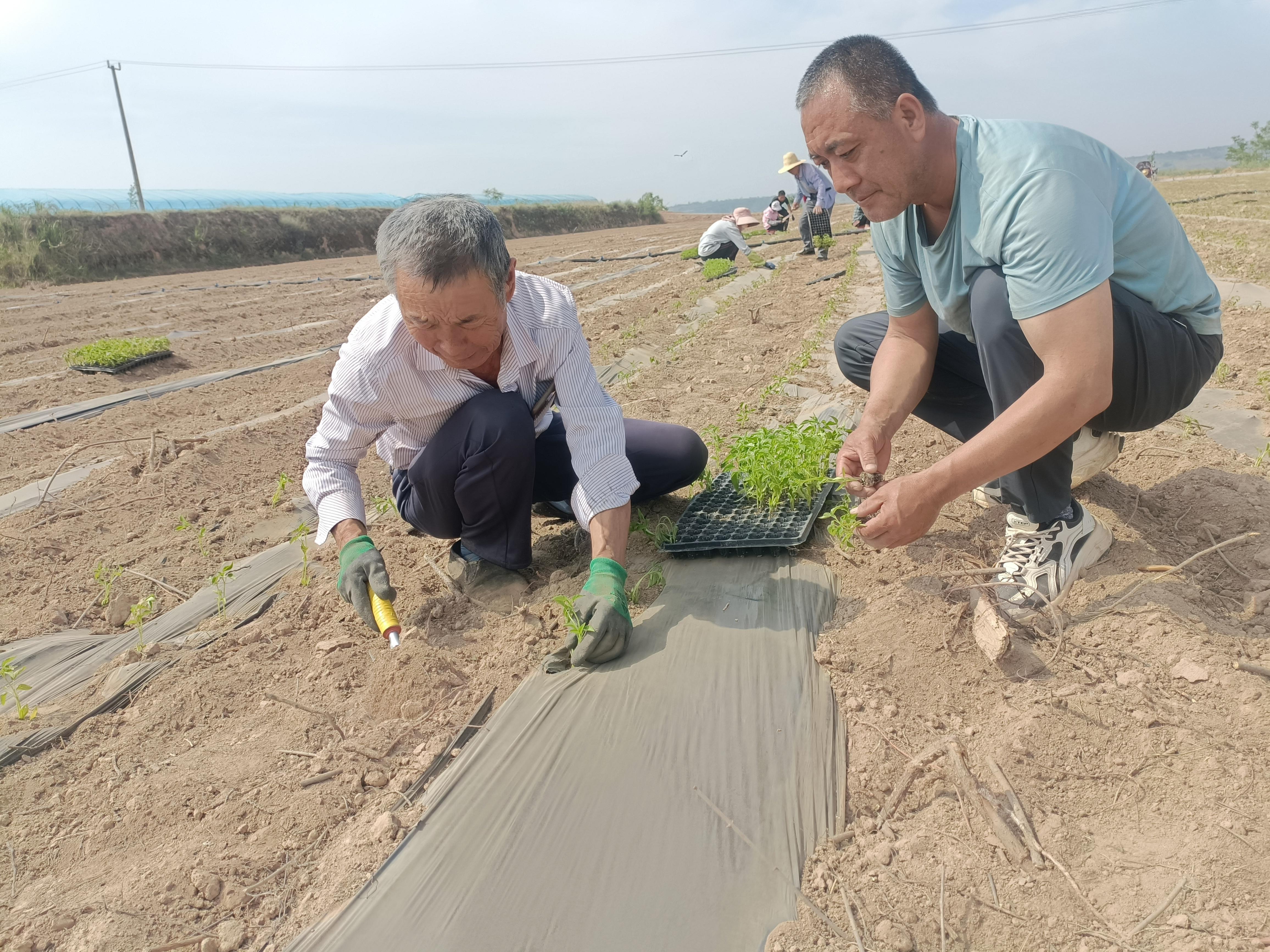 西峰區顯勝鄉冉李村：辣椒移栽忙 發展動力足