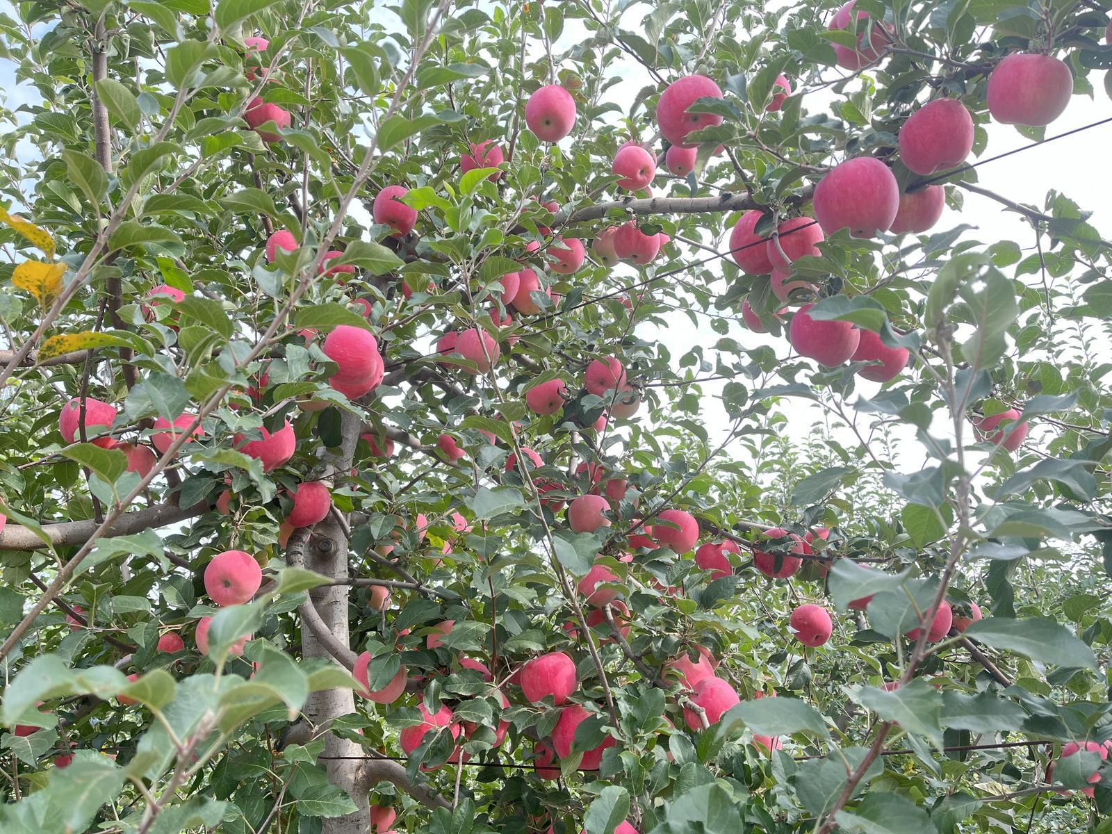 慶城縣：打造果品全產業鏈 推動蘋果產業轉型升級