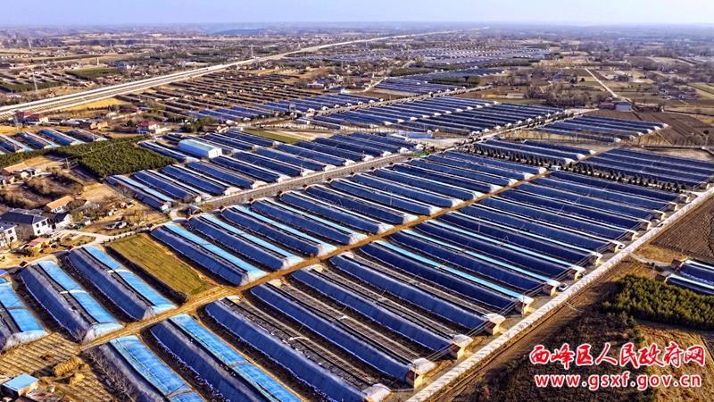 【創建國家農業綠色發展先行區】西峰區：冬閑人不閑 菌棒加工忙