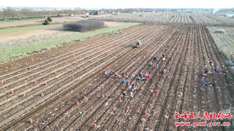 西峰區：300余畝中藥材迎來收獲期