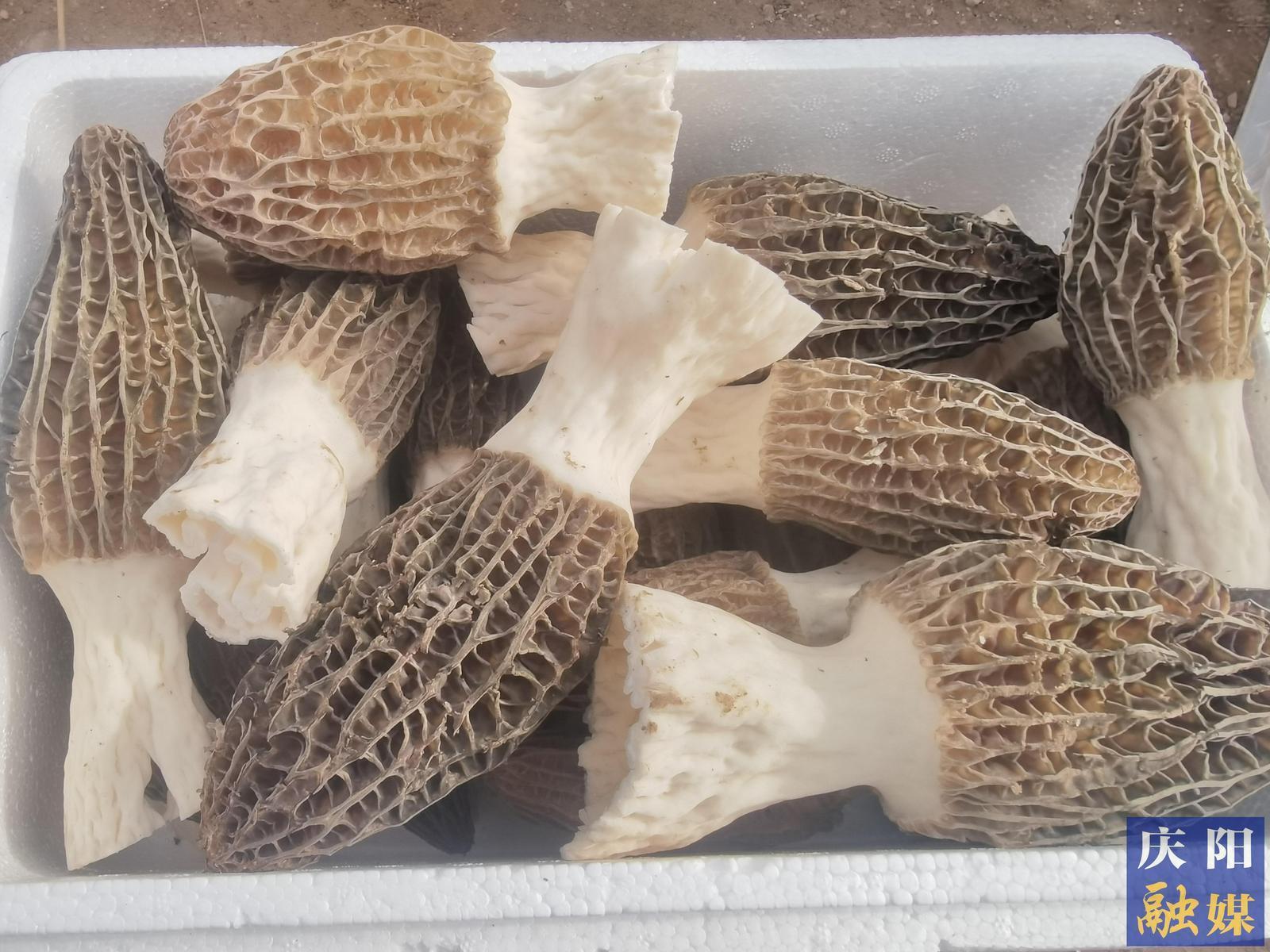 鎮原臨涇：羊肚菌撐起“致富傘” 小菌菇孕育大產業