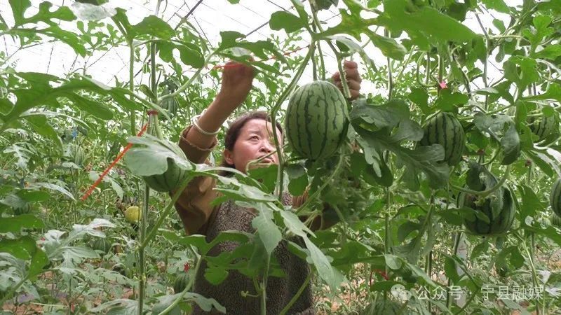 寧縣：設施農業“蔬”寫鄉村振興新“答卷”