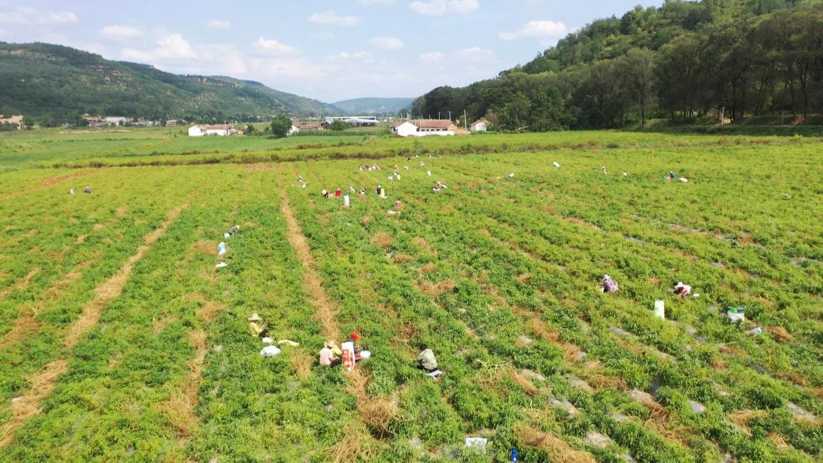 從“田間地頭”到“全國餐桌”的“辣”味崛起——寧縣推進構建辣椒全產業鏈發展紀實