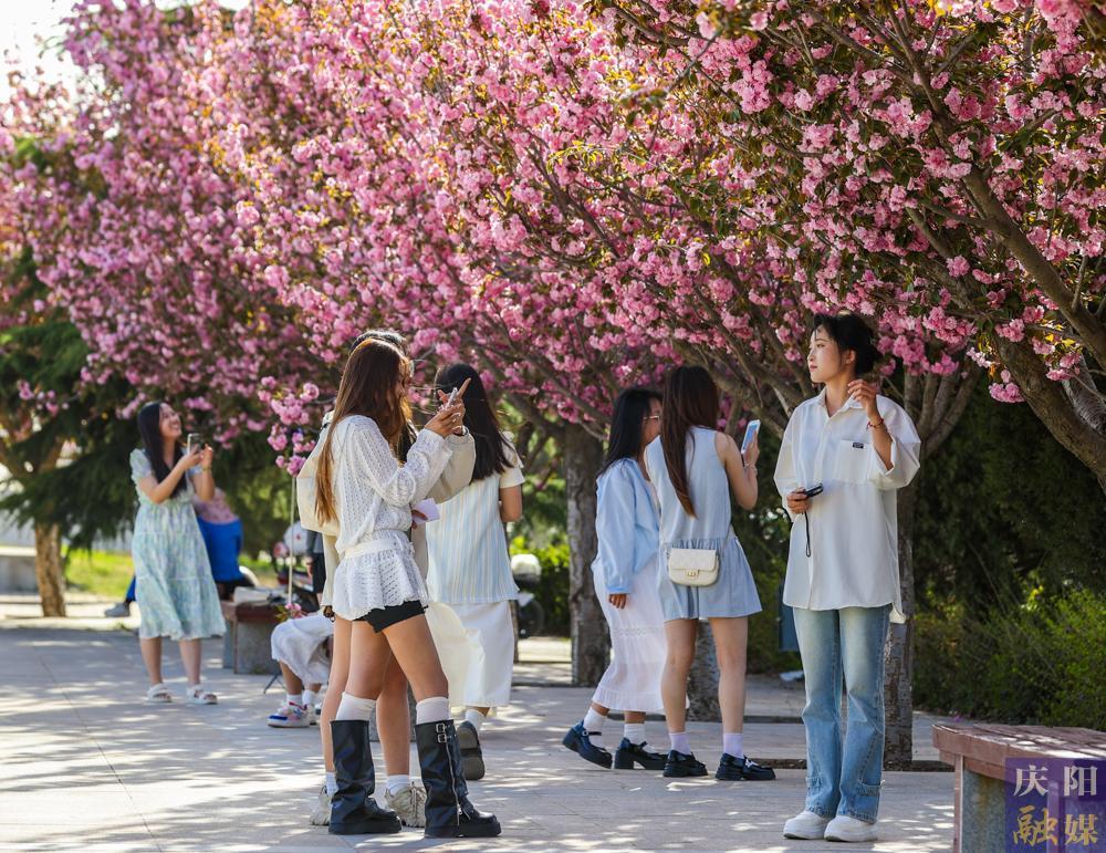 【攝影報道】 春日西峰，櫻花如詩，市民共赴浪漫花事