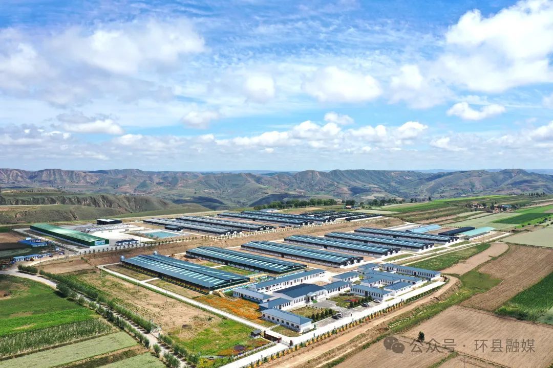 環縣：科技賦能“中國羊谷” 羊業兩端延鏈再升級
