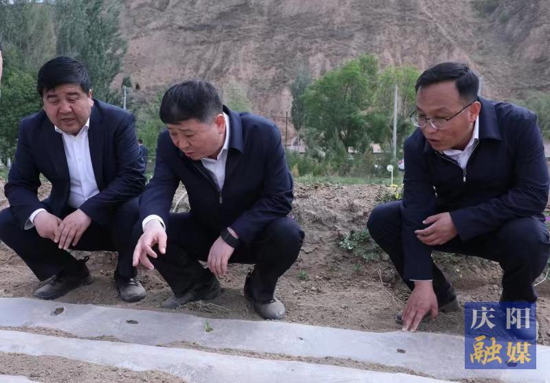 周繼軍在環縣調研農業抗旱工作