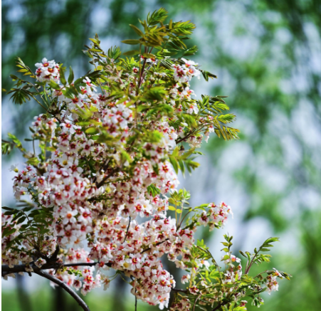 一點(diǎn)慶陽 | 小樹林里踏歌聲（文/拓劍華）