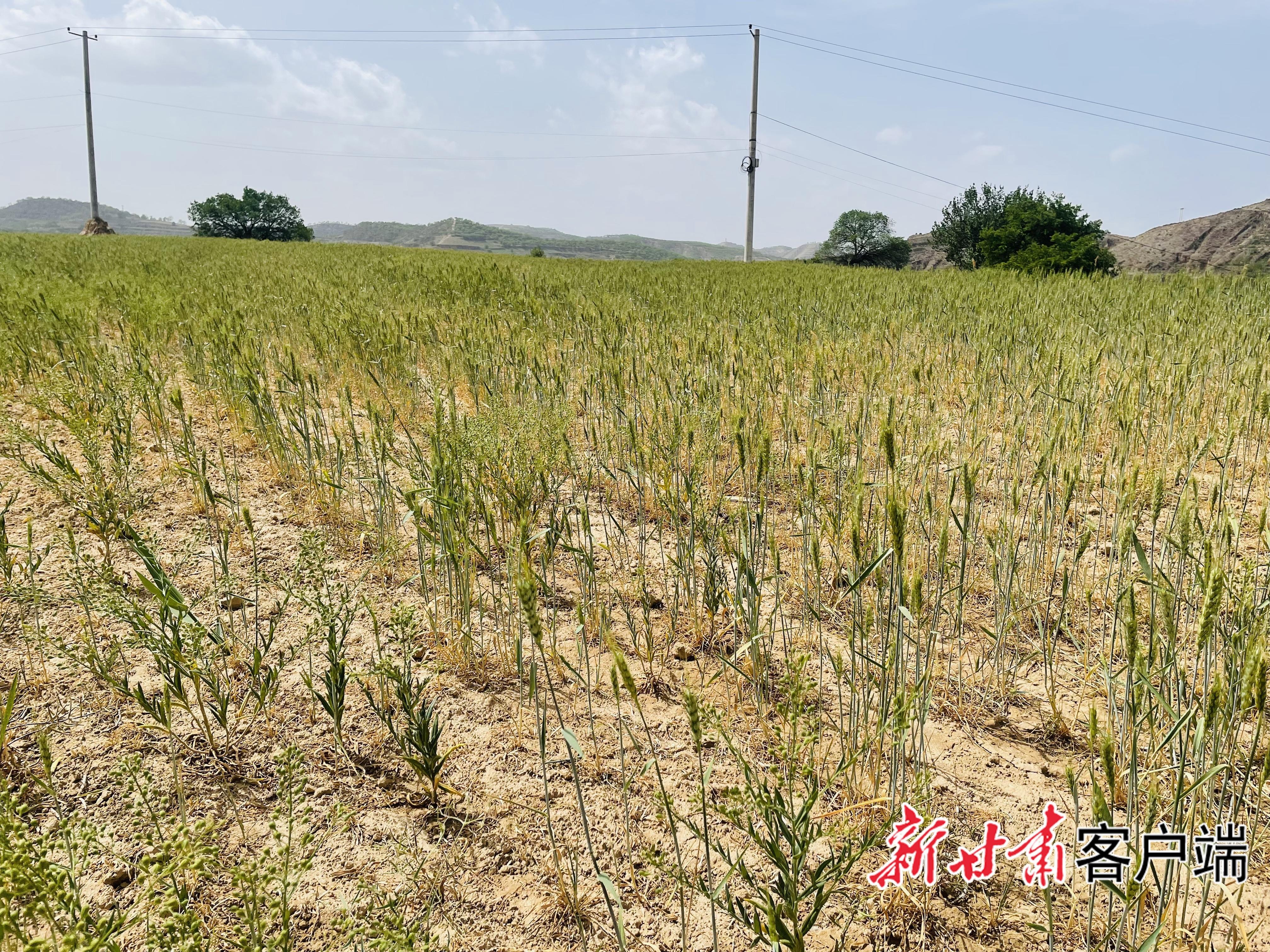 旱塬“水”戰——慶陽市抗旱保供水見聞