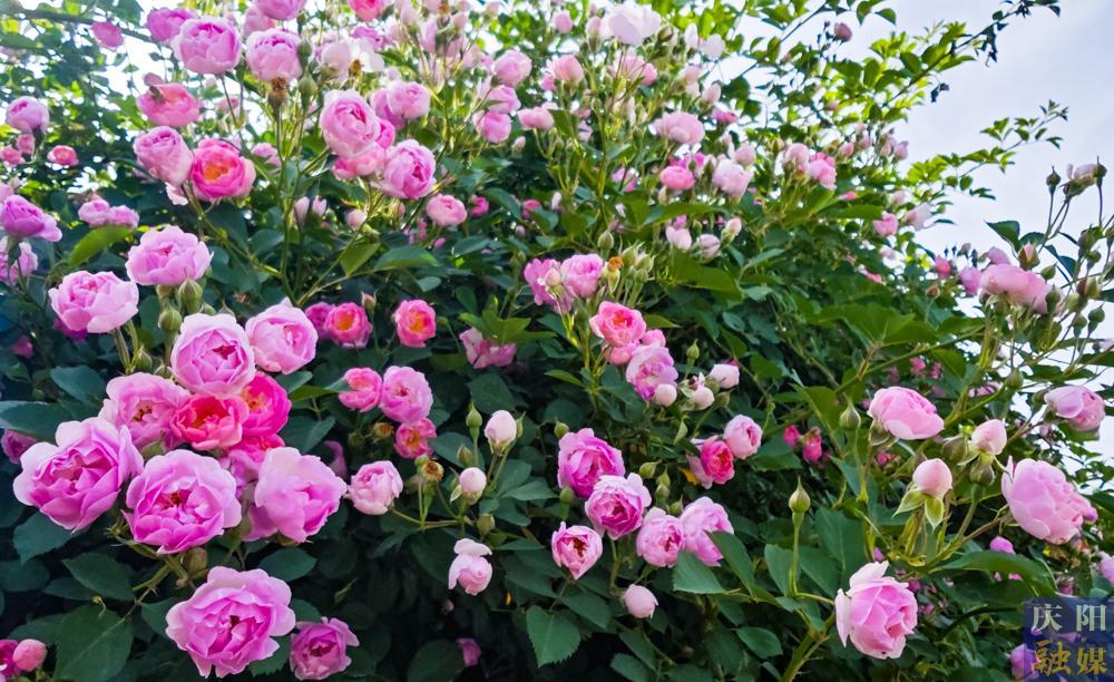 【攝影報道】薔薇花開！邂逅夏日的浪漫