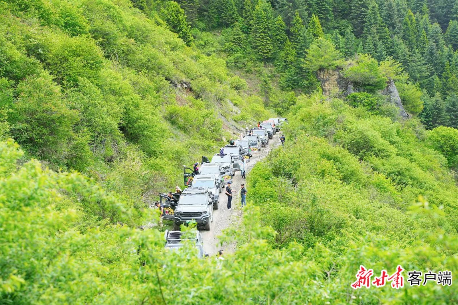 舟曲：142公里“簪花之路”串聯全域旅游新路徑