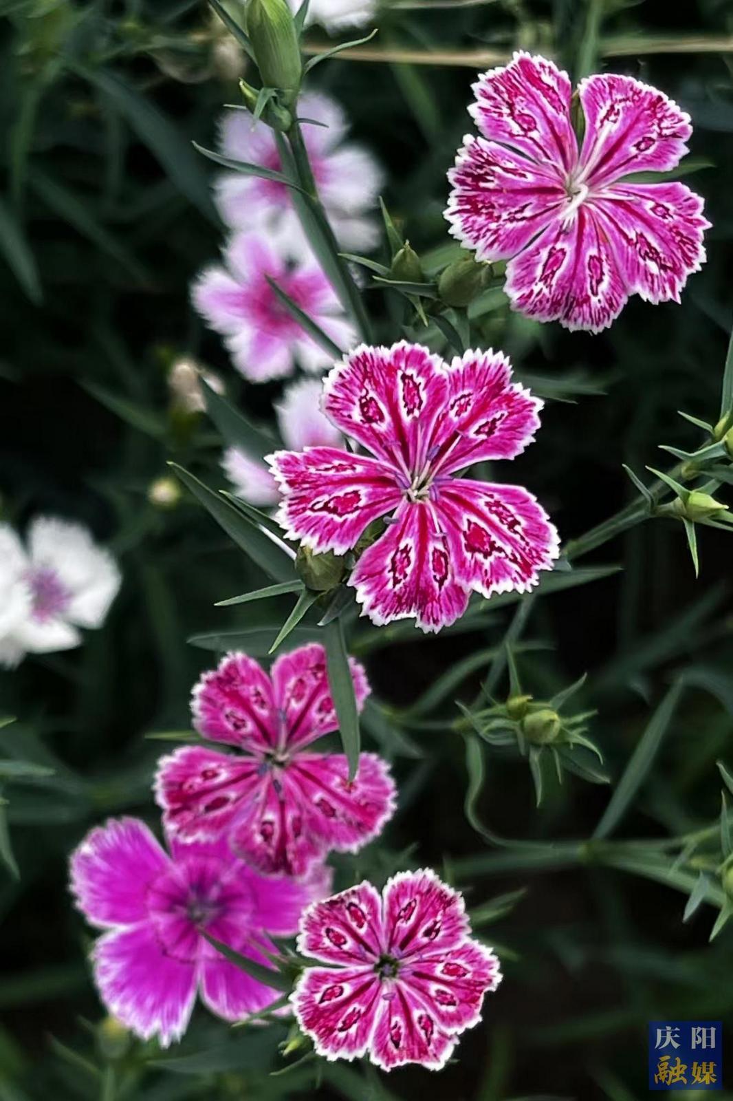 【大美慶陽】石竹花開