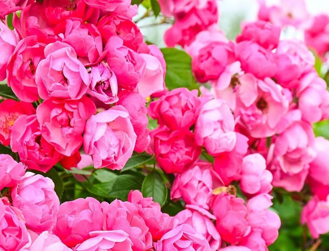 【大美慶陽】薔薇花瀑