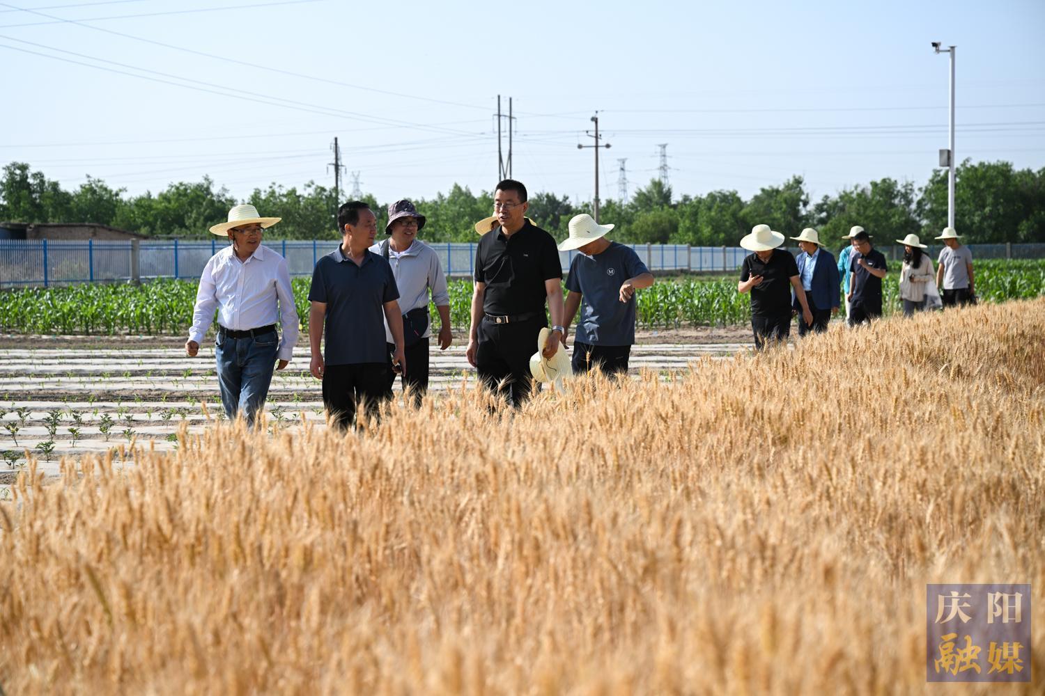 【攝影報道】隴東學院成功舉辦“隴育系列”冬小麥觀摩測產活動—— 新品種展現強抗逆性