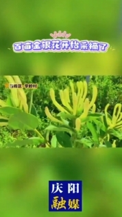 西峰區什社鄉李嶺村100畝金銀花迎來盛花期