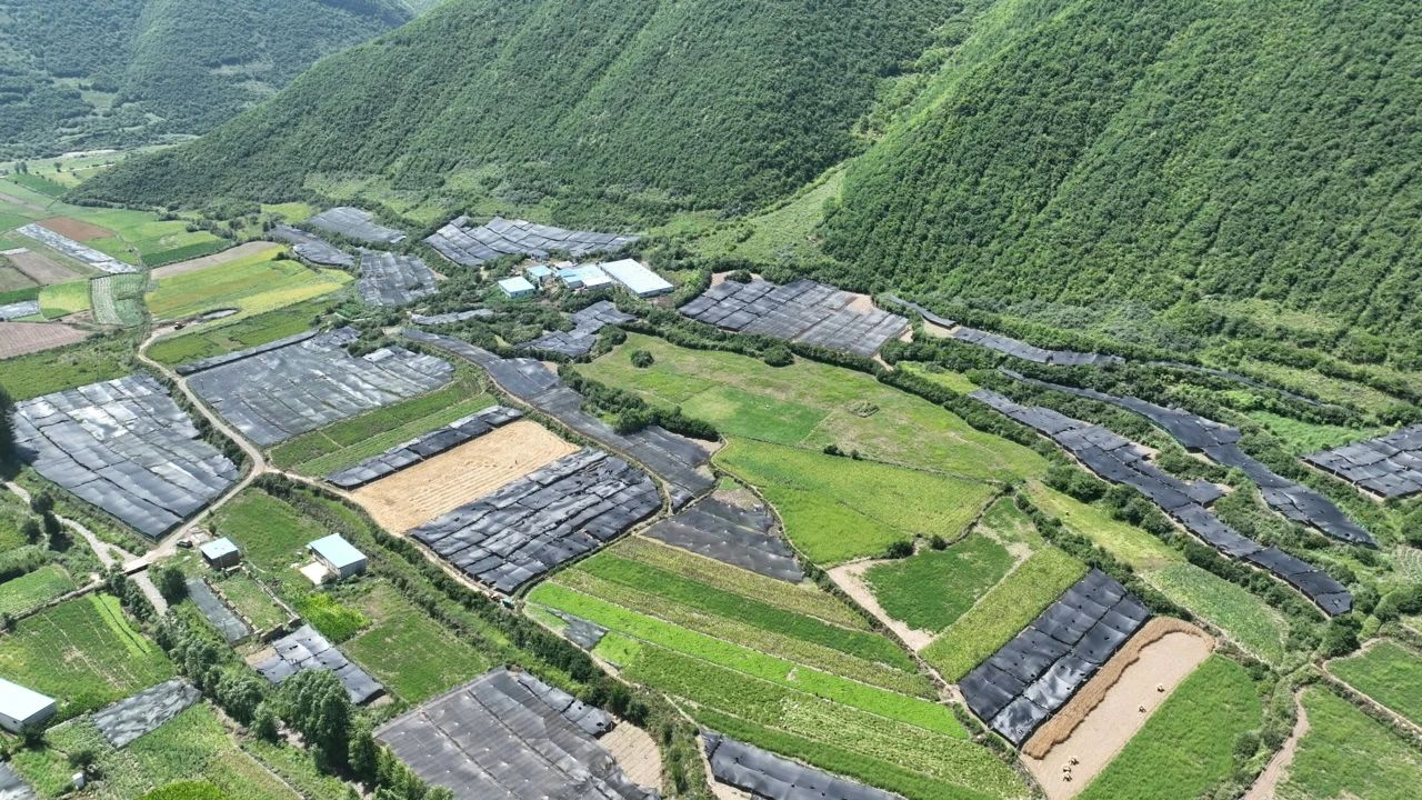 甘肅漳縣：淫羊藿種植鋪就鄉村振興“致富路”